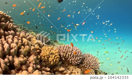 Beautifiul underwater view with tropical coral reefs Beautifiul underwater view with tropical coral reefs 104142335