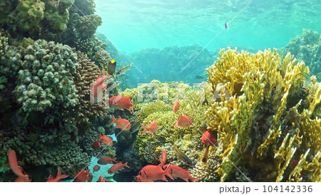 Beautifiul underwater view with tropical coral reefs Beautifiul underwater view with tropical coral reefs 104142336