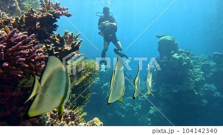 Beautifiul underwater view with tropical coral reefs Beautifiul underwater view with tropical coral reefs 104142340