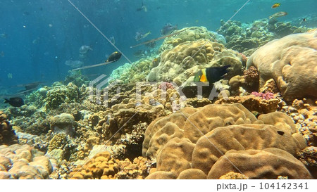 Beautifiul underwater view with tropical coral reefs 104142341