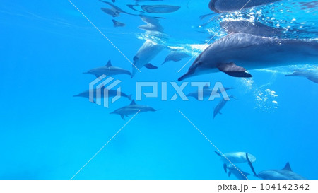 A flock of spinner dolphins, Stenella longirostris, southern Red Sea, Egypt. 104142342