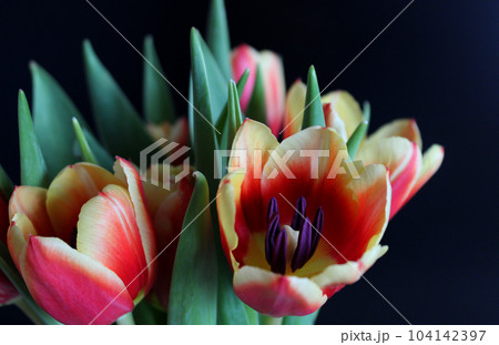 Blooming Colorful Tulip Flowers With Red And Yellow Petals And Violet Stamens On Black Background  104142397