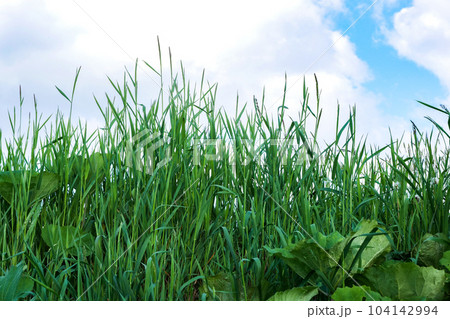 小岩井農場の空と雲 初夏の小岩井農場のi岩手山と牧草地の雲と空 小岩井農場の空と雲 初夏の小岩井農場のi岩手山と牧草地の雲と空 104142994