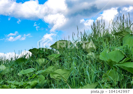 小岩井農場の空と雲　初夏の小岩井農場の空 104142997