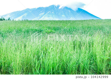 小岩井農場の空と雲と岩手山 初夏の小岩井農場の風景 小岩井農場の空と雲と岩手山 初夏の小岩井農場の風景 104142999