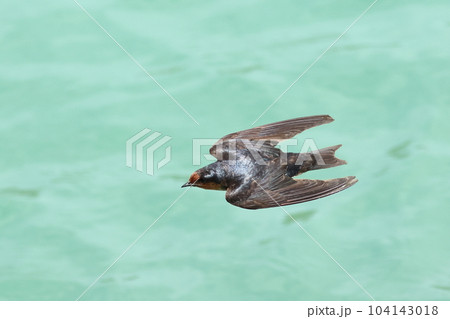 綺麗な緑色の水面を飛ぶツバメ　リュウキュウツバメ 104143018