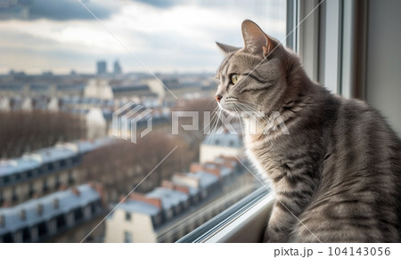 The cat sits on the windowsill and looks at Paris. 104143056