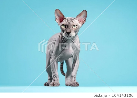 Canadian Sphynx isolated on blue background. 104143106
