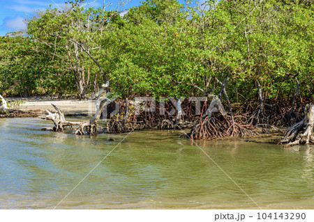 Mangrove with its trees and roots sprouting from the waters Mangrove with its trees and roots sprouting from the waters 104143290