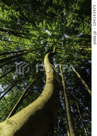 Summer forest 104143975