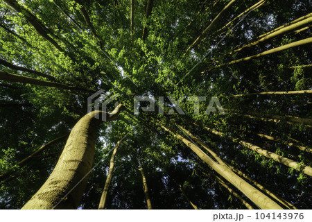 Summer forest 104143976