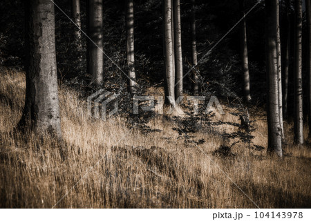In the autumn beech forest 104143978