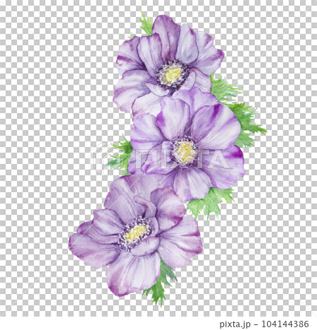 Watercolor hand drawn purple anemones with green leaves isolated on white background. Watercolor hand drawn purple anemones with green leaves isolated on white background. 104144386