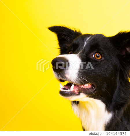 Young Black and white Border collie sitting and looking at the camera Young Black and white Border collie sitting and looking at the camera 104144575