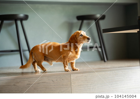 室内犬イメージ 104145004