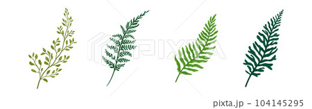 Green Fern and Frond with Stem and Leaves Vector Set Green Fern and Frond with Stem and Leaves Vector Set 104145295