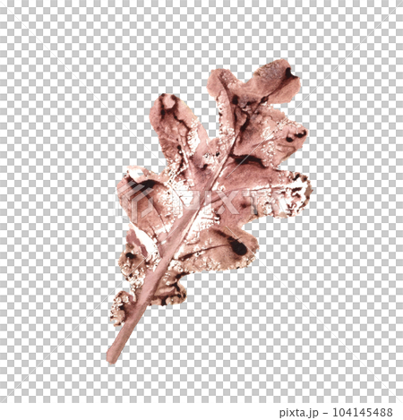 Imprint of fall dried oak leaf isolated on white background. Watercolor illustration of autumn silhouette for texture, posters, frame, design element Imprint of fall dried oak leaf isolated on white background. Watercolor illustration of autumn silhouette for texture, posters, frame, design element 104145488
