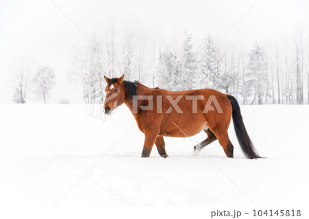 Brown horse on snow covered field, overcast morning, blurred trees in background. Brown horse on snow covered field, overcast morning, blurred trees in background. 104145818