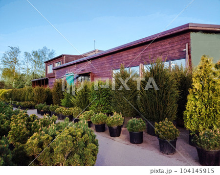 Amazing potted plants   coniferous trees (small) 104145915