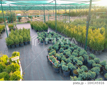 Sale of seedings 104145916