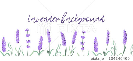 Set of lavender flowers elements. Lavender background. Collection of lavender flowers Set of lavender flowers elements. Lavender background. Collection of lavender flowers 104146409