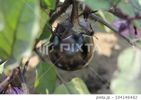 賀茂茄子　京野菜 104146482