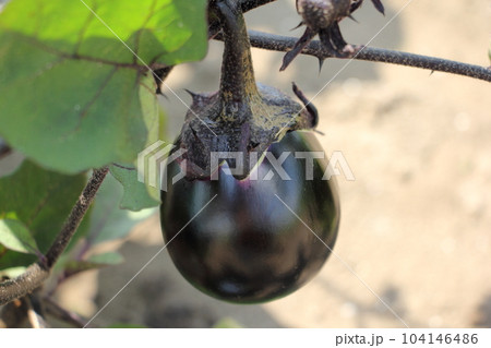 賀茂茄子 京野菜 賀茂茄子 京野菜 104146486