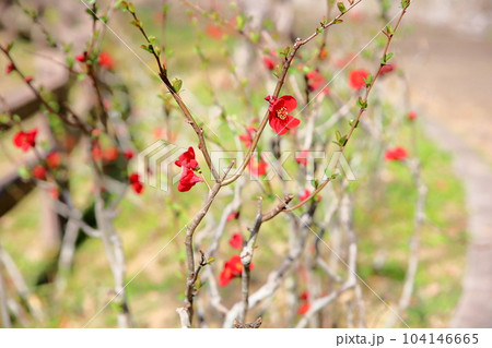 鮮やか ボケの花 鮮やか ボケの花 104146665