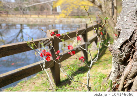 鮮やか ボケの花 鮮やか ボケの花 104146666