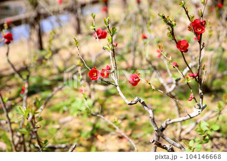 鮮やか ボケの花 鮮やか ボケの花 104146668