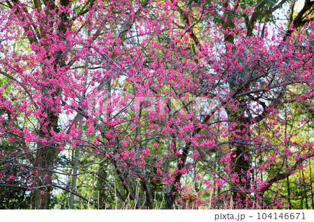 早春　寒緋桜　満開 104146671