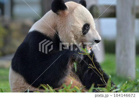 おいしそうに竹を食べる愛浜 104146672