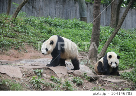 パンダ 104146782