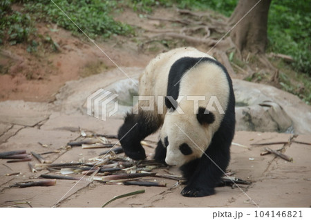 パンダ 104146821