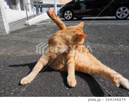 地域猫の茶トラのオスが駐車場で日向ぼっこ 104146874