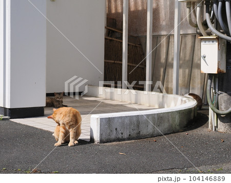 地域猫の茶トラのオスが駐車場で日向ぼっこ 地域猫の茶トラのオスが駐車場で日向ぼっこ 104146889