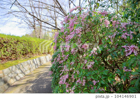 早春の小径 アセビの花 早春の小径 アセビの花 104146901