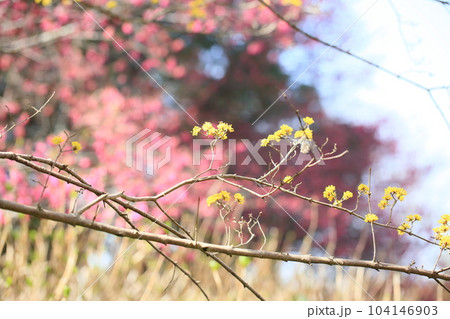 春黄金花　サンシュユの花　背景　寒緋桜 104146903