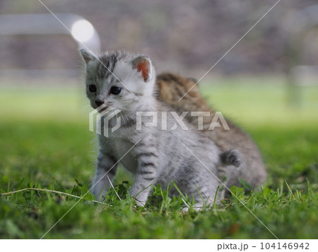 公園デビューの可愛い子猫がびくびく探検 104146942