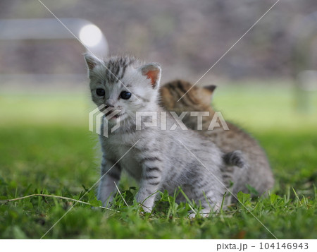 公園デビューの可愛い子猫がびくびく探検 公園デビューの可愛い子猫がびくびく探検 104146943