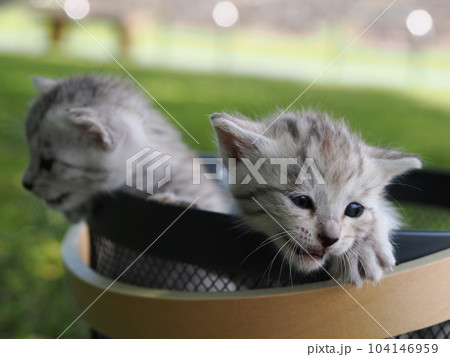 公園デビューの可愛い子猫がびくびく探検 公園デビューの可愛い子猫がびくびく探検 104146959