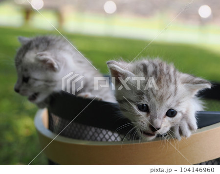 公園デビューの可愛い子猫がびくびく探検 公園デビューの可愛い子猫がびくびく探検 104146960