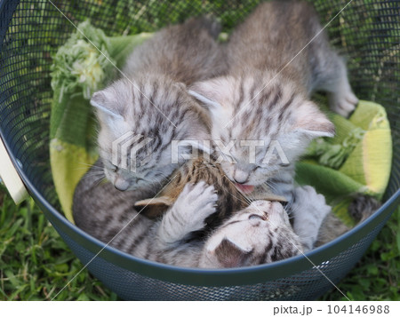 公園デビューの可愛い子猫がびくびく探検 公園デビューの可愛い子猫がびくびく探検 104146988