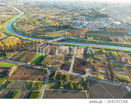 空撮「埼玉県」ドローンで撮影した見沼田んぼの秋の風景 104147198