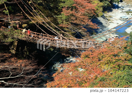 【徳島県】秋の紅葉した（祖谷のかずら橋） 104147223