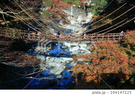 【徳島県】秋の紅葉した（祖谷のかずら橋） 104147225