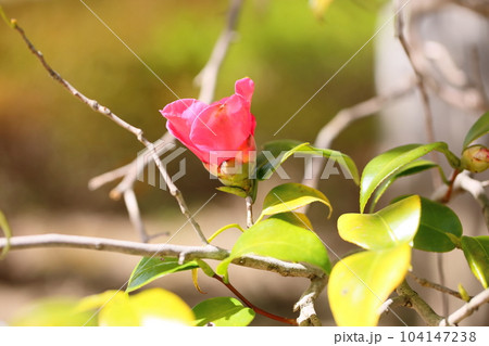 ヤブツバキの花 ヤブツバキの花 104147238