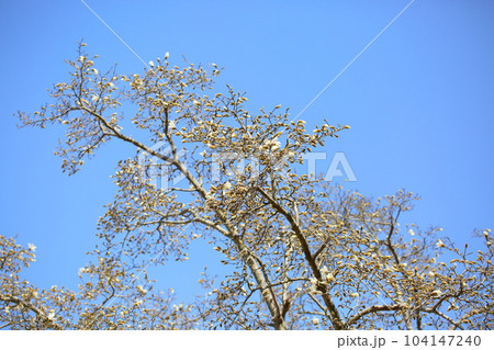 咲始め　コブシの花 104147240