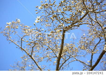 咲始め　コブシの花 104147241