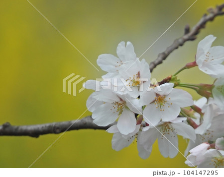 桜 104147295